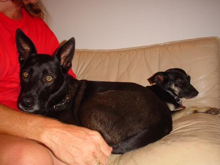 Mes chiens !!!